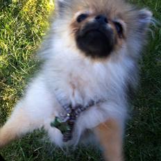 Pomeranian Scotty Smith ( Himmelhund)