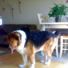 Blanding af racer Bamse 