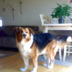 Blanding af racer Bamse 