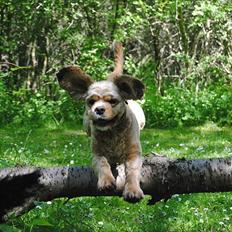 Amerikansk cocker spaniel Benni<3