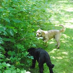Amerikansk cocker spaniel Benni<3