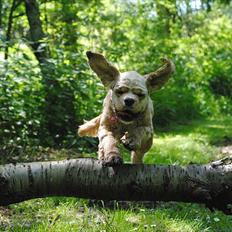 Amerikansk cocker spaniel Benni<3