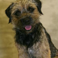 Border terrier **Molander Erik (Emil)**