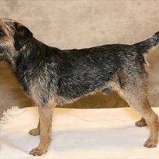 Border terrier **Molander Erik (Emil)**