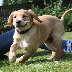 Golden retriever Barney