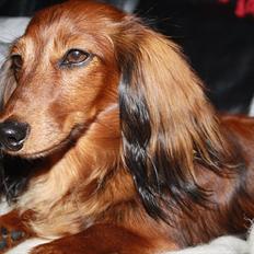 Dværggravhund Abeline