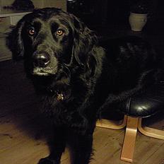 Blanding af racer Molly