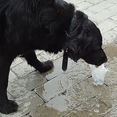 Blanding af racer Molly