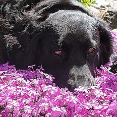 Blanding af racer Molly