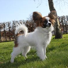 Papillon Bella Pusle