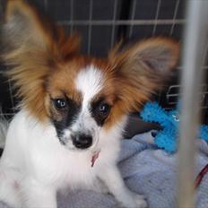 Papillon Bella Pusle