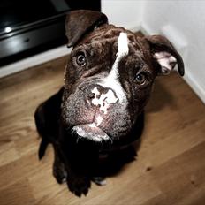 Olde english bulldogge Benny