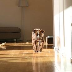 Olde english bulldogge Benny