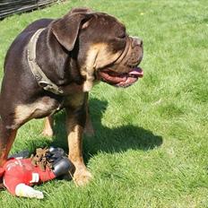 Olde english bulldogge Østergaard's Hector