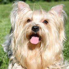 Yorkshire terrier SteelblueCollectionCarmen