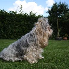 Yorkshire terrier SteelblueCollectionCarmen