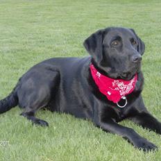 Blanding af racer Samson