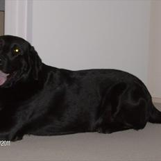 Blanding af racer Samson