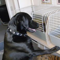 Blanding af racer Samson