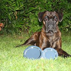 Boxer Kennel Keni's Kia