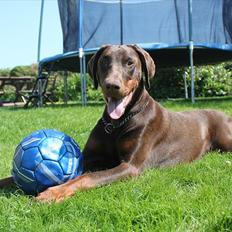 Dobermann RD Attractive Anastacia