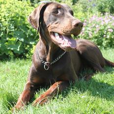 Dobermann RD Attractive Anastacia