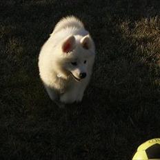 Samojedhund Samson