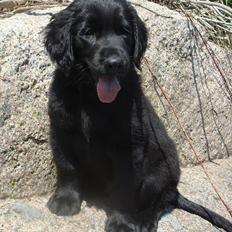 Flat coated retriever Konrad <3