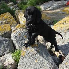 Flat coated retriever Konrad <3