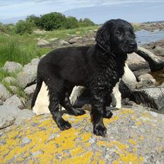 Flat coated retriever Konrad <3