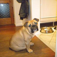 Engelsk bulldog Futte