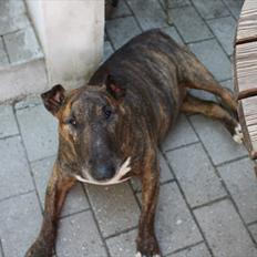 Bullterrier Buller