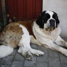 Sankt bernhardshund Fie