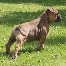 Olde english bulldogge Romeni's Edel