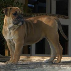 Olde english bulldogge Romeni's Edel
