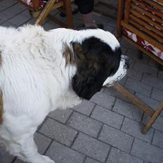 Sankt bernhardshund Fie