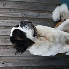 Sankt bernhardshund Fie