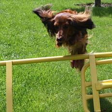 Dværggravhund Abeline