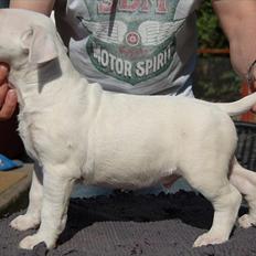 Bullterrier "Hugo" 