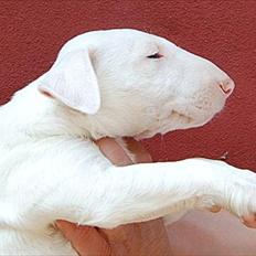 Bullterrier "Hugo" 