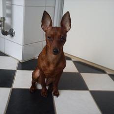 Dvaergpinscher Kika