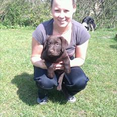 Labrador retriever muffi