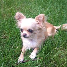 Chihuahua Blondie