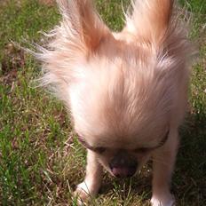 Chihuahua Blondie