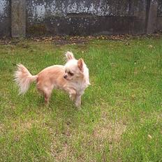 Chihuahua Blondie