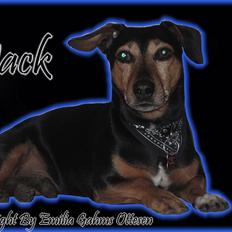 Blanding af racer Jack - Charmetrolden