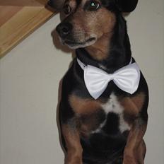 Blanding af racer Jack - Charmetrolden