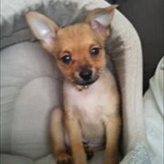 Blanding af racer Chico