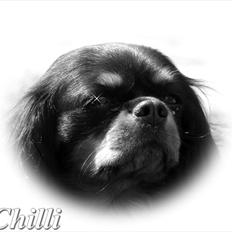 Cavalier king charles spaniel - Chilli - 3 år