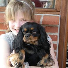 Cavalier king charles spaniel - Chilli - 3 år